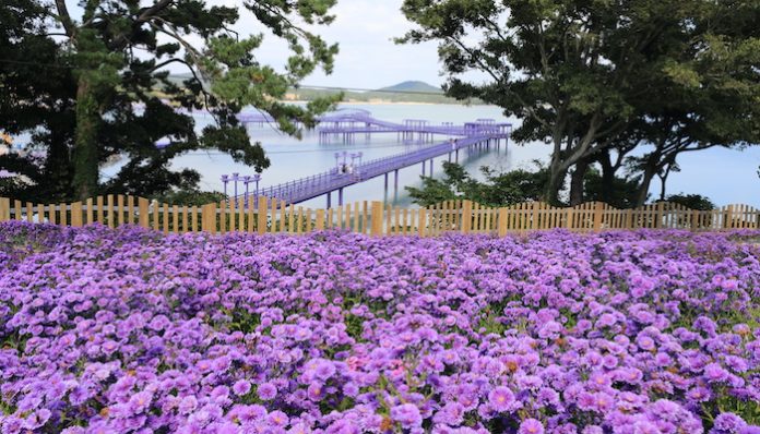 guney kore mor ada korea purple island